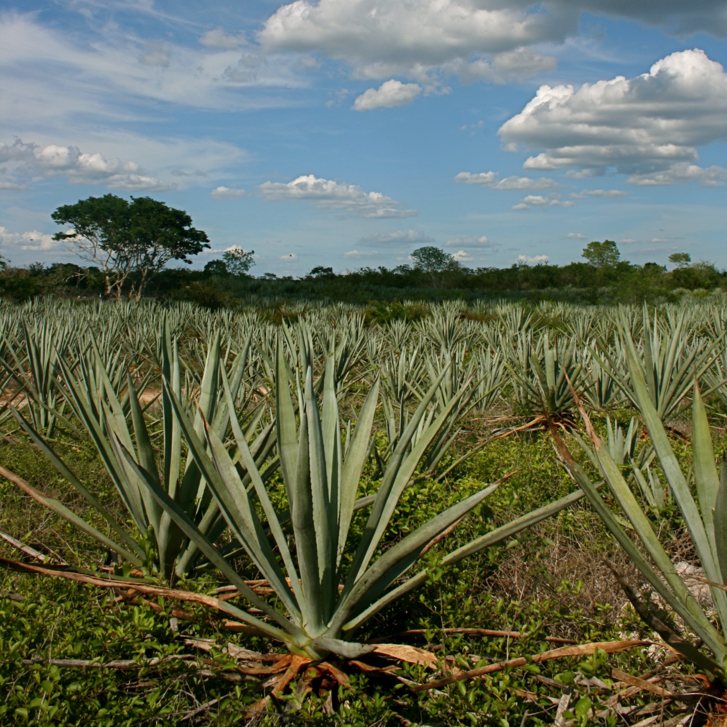 Divine Caste, by Alicia Spinner